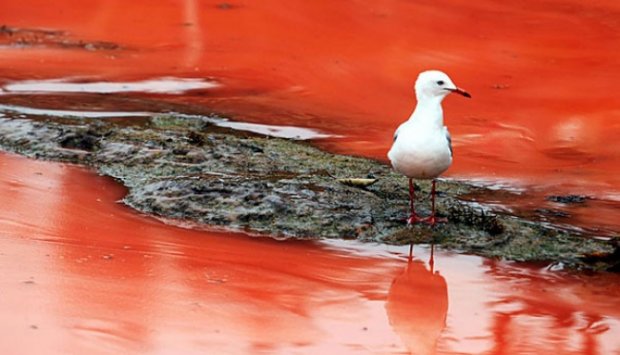 {NGERI GAN} ==&gt;&gt; AIR LAUT ini Berwarna Merah Darah