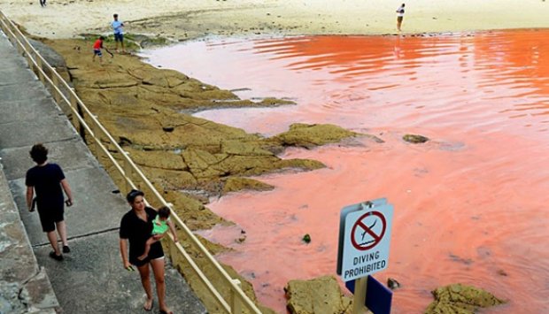 {NGERI GAN} ==&gt;&gt; AIR LAUT ini Berwarna Merah Darah