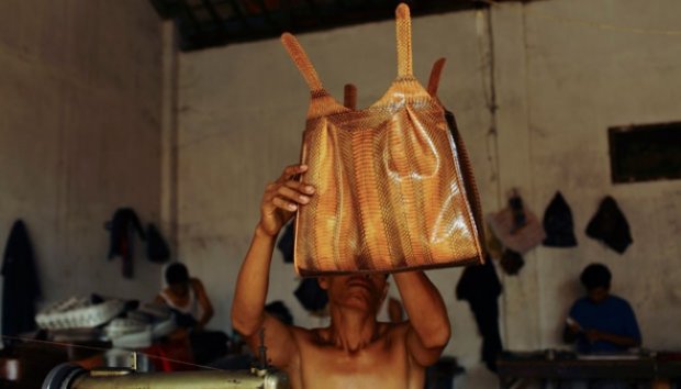 Rumah penyiksaan untuk ular, yang geli jangan masuk, agak DP