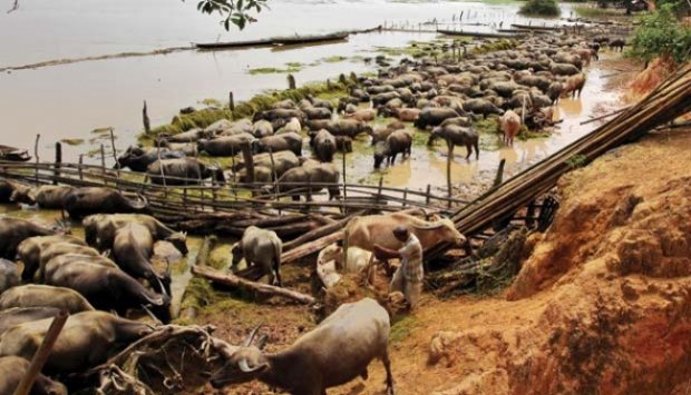 Mengandangkan Ribuan Kerbau Liar di Tulang Bawang Lampung