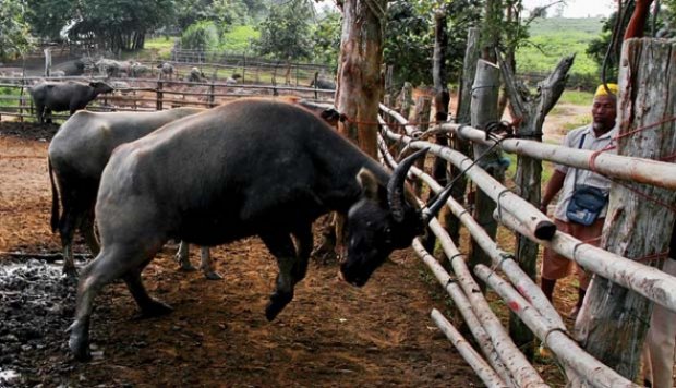 Mengandangkan Ribuan Kerbau Liar di Tulang Bawang Lampung