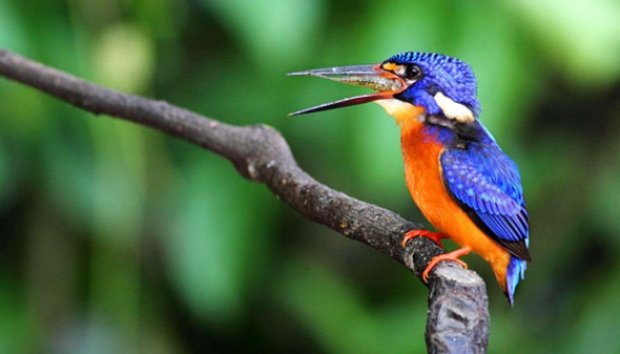 Aksi Burung Cekakak dalam Memburu Santapannya