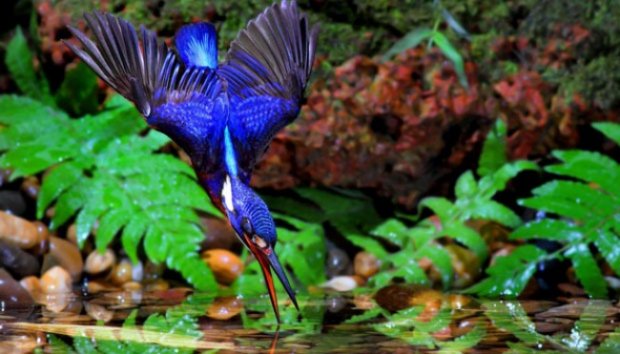 Aksi Burung Cekakak dalam Memburu Santapannya