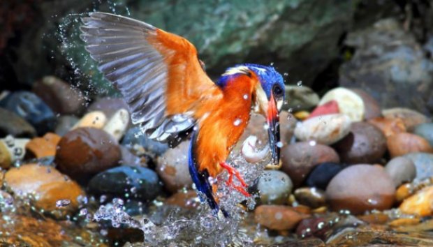 Aksi Burung Cekakak dalam Memburu Santapannya