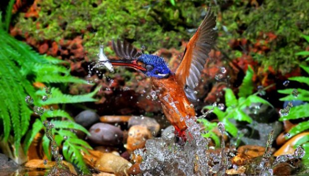 Aksi Burung Cekakak dalam Memburu Santapannya