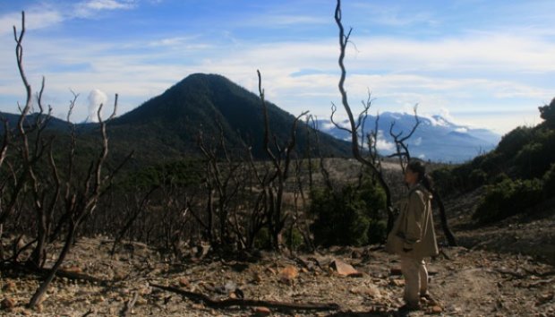 Indahnya Bunga Abadi Edelweiss di Puncak Gunung Papandayan