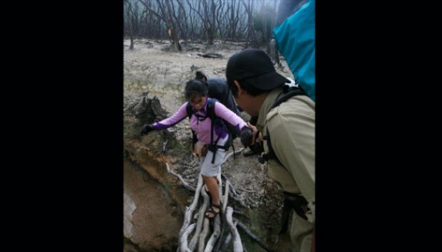 Indahnya Bunga Abadi Edelweiss di Puncak Gunung Papandayan