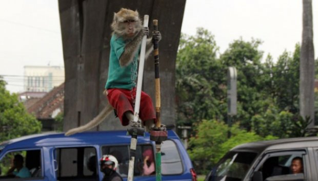 Monyet Ini Mahir Bermain Egrang Setinggi 3 Meter