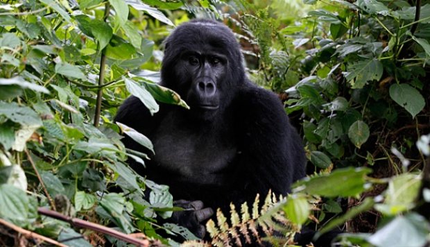 Berkunjung ke Habitat Gorila di Uganda