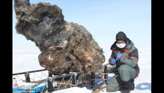 Gajah Mammoth Purba akan Dihidupkan Kembali