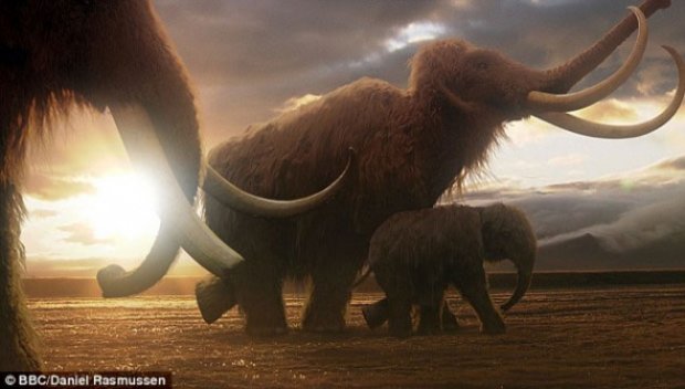 Gajah Mammoth Purba akan Dihidupkan Kembali