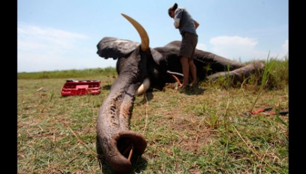 Gajah Sudan Dipasangi GPS