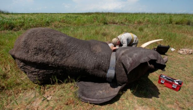 Gajah Sudan Dipasangi GPS