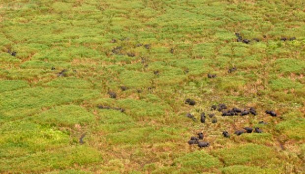 Gajah Sudan Dipasangi GPS