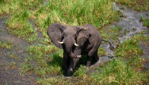 Gajah Sudan Dipasangi GPS