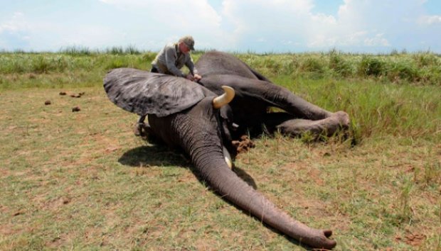 Gajah Sudan Dipasangi GPS