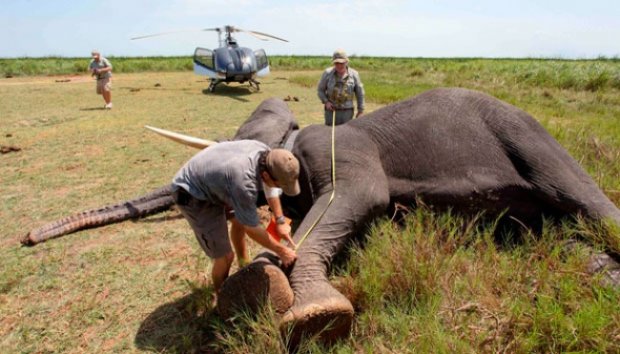 Gajah Sudan Dipasangi GPS