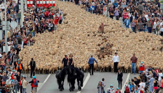 Parade Ribuan Domba Meriahkan Festival di Prancis