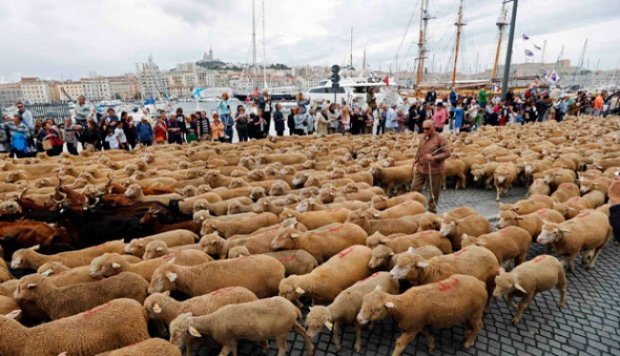 Parade Ribuan Domba Meriahkan Festival di Prancis