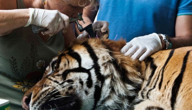 Harimau Sumatera Jalani Akupuntur di Israel