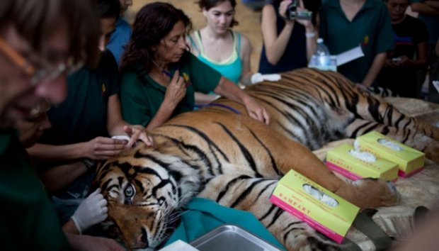 Harimau Sumatera Jalani Akupuntur di Israel