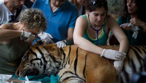 Harimau Sumatera Jalani Akupuntur di Israel