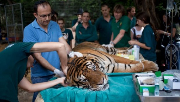 Harimau Sumatera Jalani Akupuntur di Israel