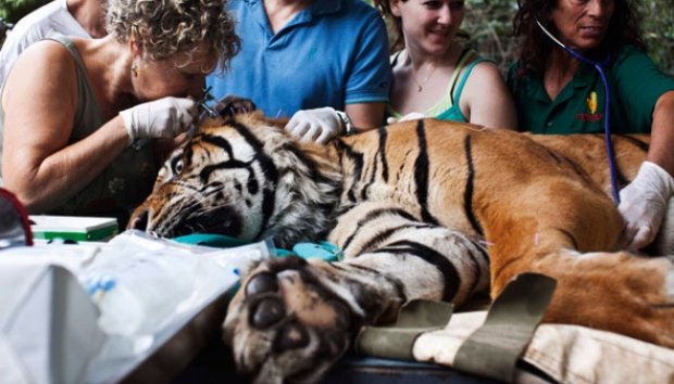 Harimau Sumatera Jalani Akupuntur di Israel