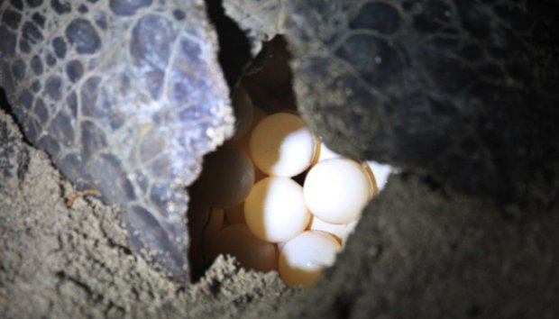 Penyu Bertelur di Pulau Derawan