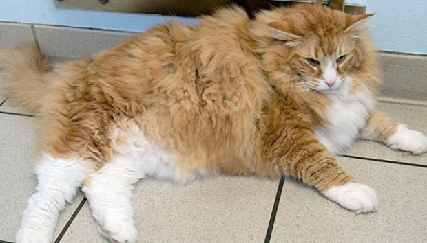 Kucing Tergemuk di Inggris Jalani Diet