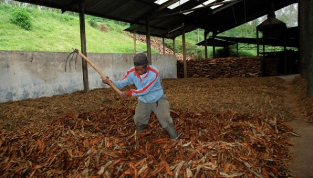 Satu-satunya Pabrik Kina yang Tersisa di Indonesia