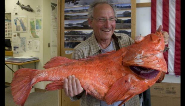 Ikan Langka Ini Lebih Tua dari Negara Alaska