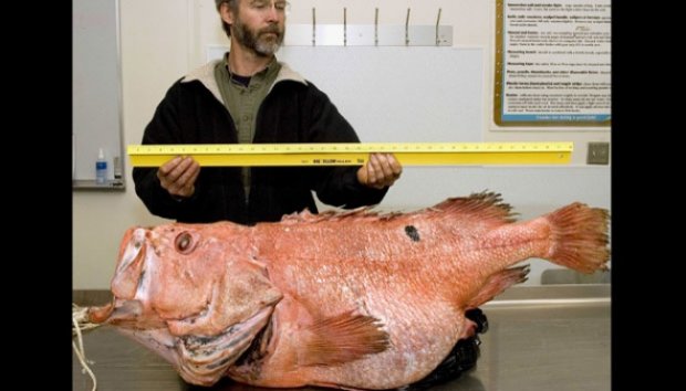 Ikan Langka Ini Lebih Tua dari Negara Alaska