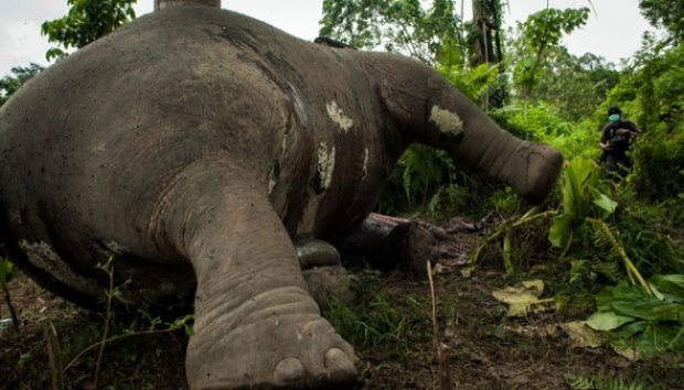 Telah dibunuh Gajah Sumatera! Satwa yg dilindungi ini diambil gadingnya