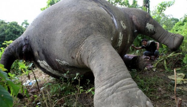 Telah dibunuh Gajah Sumatera! Satwa yg dilindungi ini diambil gadingnya