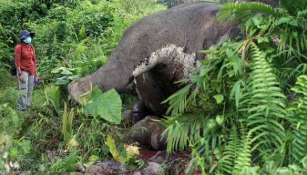 Telah dibunuh Gajah Sumatera! Satwa yg dilindungi ini diambil gadingnya