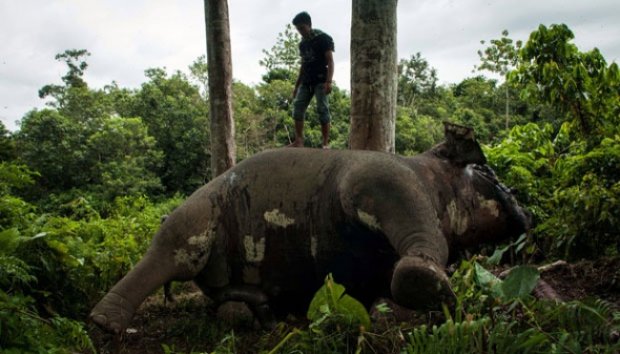 Telah dibunuh Gajah Sumatera! Satwa yg dilindungi ini diambil gadingnya