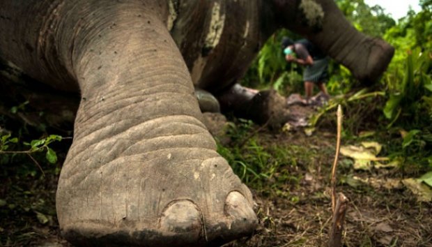 Telah dibunuh Gajah Sumatera! Satwa yg dilindungi ini diambil gadingnya