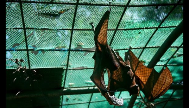 FOTO: Ekspresi Sedih Hewan yang Dikurung di Kebun Binatang