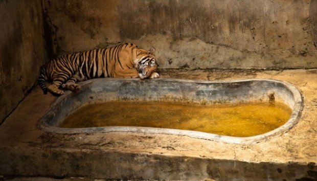 FOTO: Ekspresi Sedih Hewan yang Dikurung di Kebun Binatang
