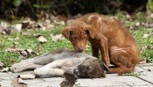 Setia, Anjing Temani Adiknya yang Mati Selama 3 Bulan