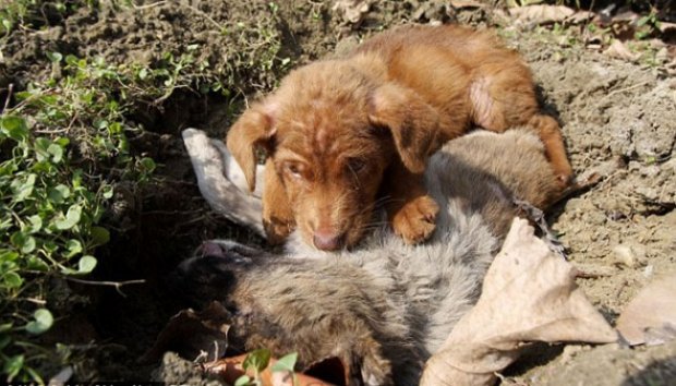 Setia, Anjing Temani Adiknya yang Mati Selama 3 Bulan