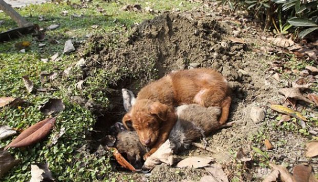 Setia, Anjing Temani Adiknya yang Mati Selama 3 Bulan