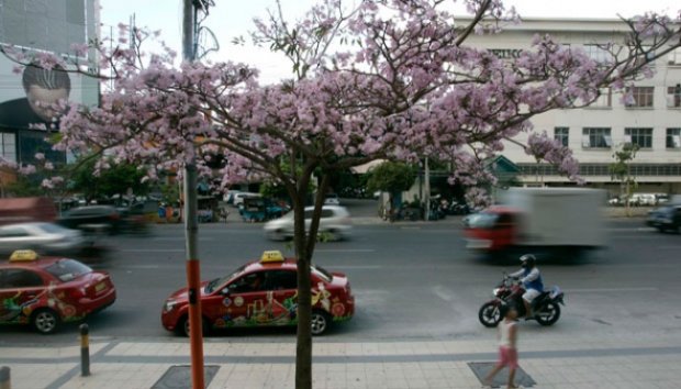  Indahnya `Bunga Sakura` di Surabaya&#91;+PICT&#93;