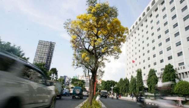  Indahnya `Bunga Sakura` di Surabaya&#91;+PICT&#93;