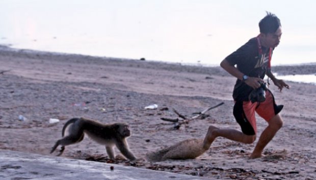 Jahilnya Para Monyet di Pantai Bama, Baluran