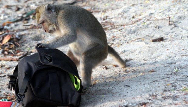 Jahilnya Para Monyet di Pantai Bama, Baluran