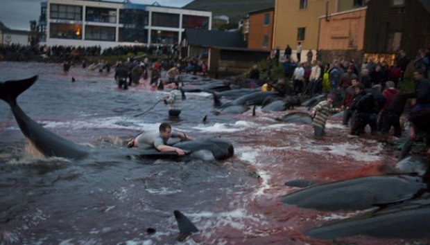 Tradisi Menyembelih Paus Pilot Kep.Faroe Sejak 400 Tahun Lalu