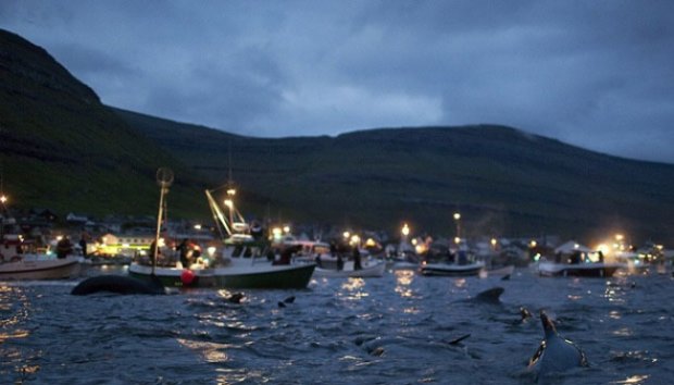 Tradisi Menyembelih Paus Pilot Kep.Faroe Sejak 400 Tahun Lalu