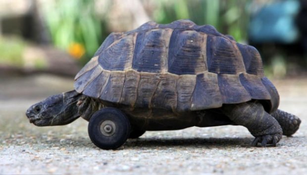 Kaki Dimakan Tikus, Kura-kura Ini Gunakan Roda Untuk Berjalan